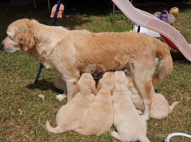 Beautiful Golden Retriever Puppies in Kent for sale in Maidstone, Kent - Image 3