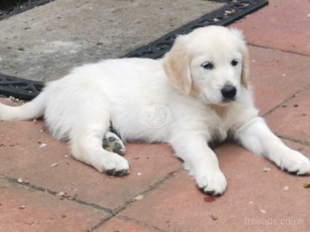 Beautiful Golden Retriever Puppies in Kent for sale in Maidstone, Kent - Image 4