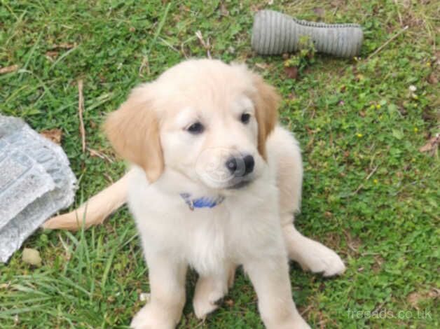 Beautiful Golden Retriever Puppies in Kent for sale in Maidstone, Kent - Image 5