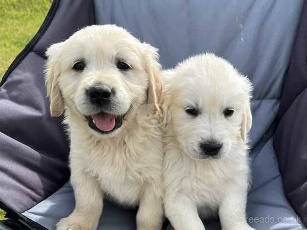 Beautiful Golden Retriever Puppies for sale in Knighton, Staffordshire