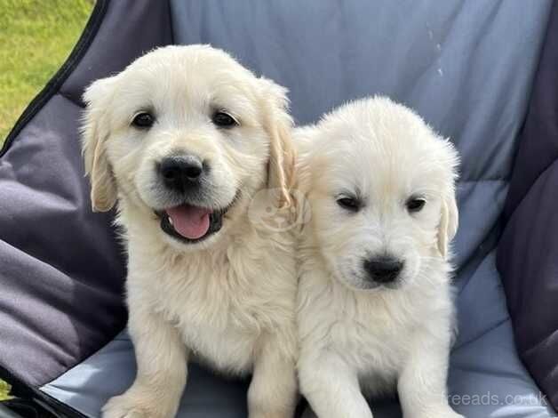 Beautiful Golden Retriever Puppies for sale in Knighton, Staffordshire - Image 1