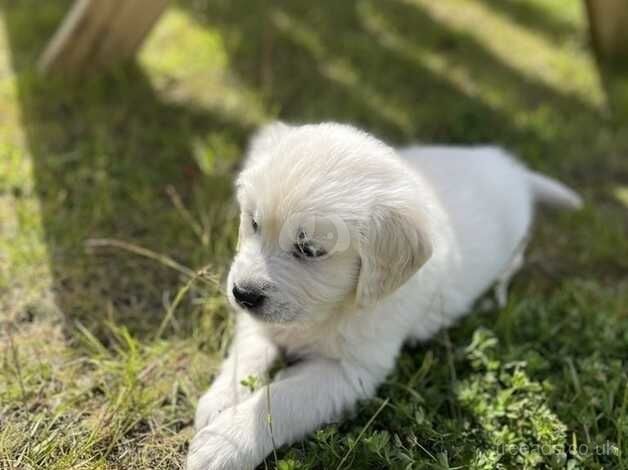 Beautiful Golden Retriever Puppies for sale in Knighton, Staffordshire - Image 2