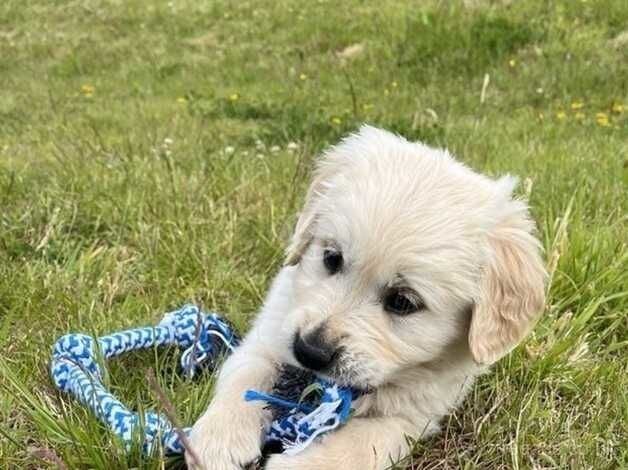 Beautiful Golden Retriever Puppies for sale in Knighton, Staffordshire - Image 3