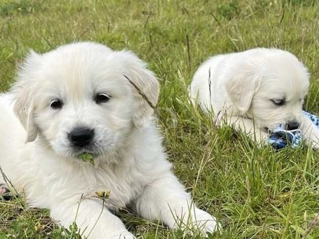 Beautiful Golden Retriever Puppies for sale in Knighton, Staffordshire - Image 4