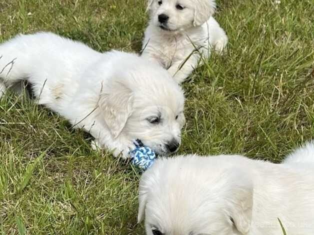 Beautiful Golden Retriever Puppies for sale in Knighton, Staffordshire - Image 5