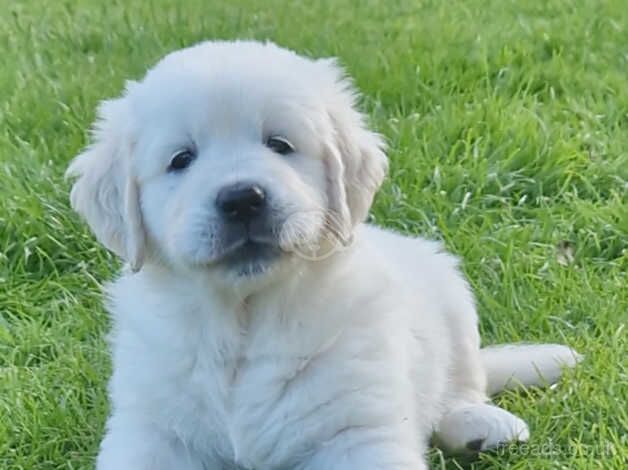 Beautiful golden retriever puppies for sale in Leyland, Lancashire - Image 1