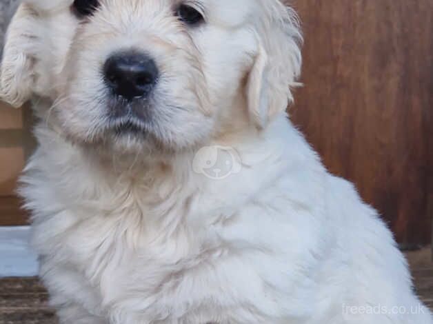 Beautiful golden retriever puppies for sale in Leyland, Lancashire - Image 2