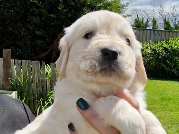 Beautiful golden retriever puppies for sale in Leyland, Lancashire - Image 4