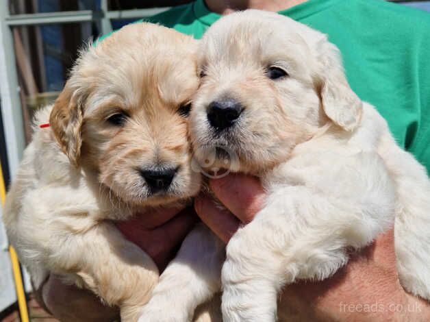 Beautiful golden retriever puppies for sale in Leyland, Lancashire - Image 5