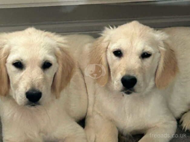 Beautiful Golden Retriever Puppy for sale in Chipping Norton, Oxfordshire