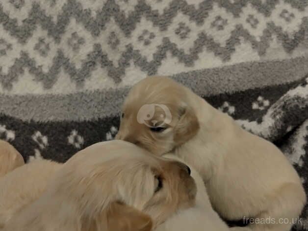 Beautiful golden retriever puppy's for sale in Bishop Auckland, County Durham - Image 1