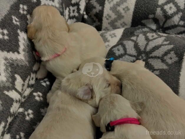 Beautiful golden retriever puppy's for sale in Bishop Auckland, County Durham - Image 2