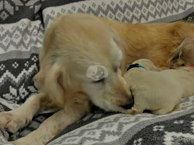 Beautiful golden retriever puppy's for sale in Bishop Auckland, County Durham - Image 3