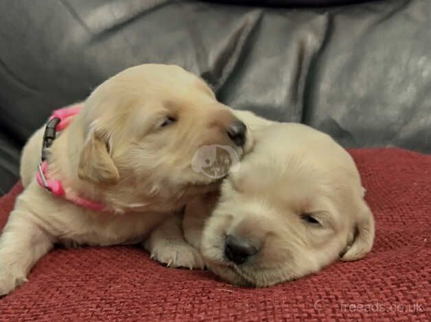 Beautiful golden retriever puppy's for sale in Bishop Auckland, County Durham - Image 4