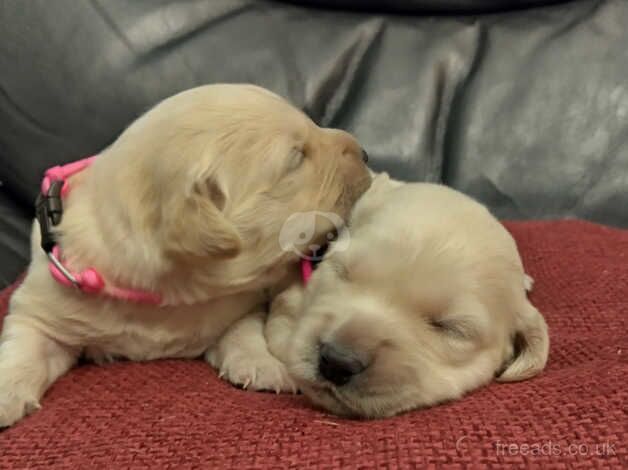 Beautiful golden retriever puppy's for sale in Bishop Auckland, County Durham - Image 5