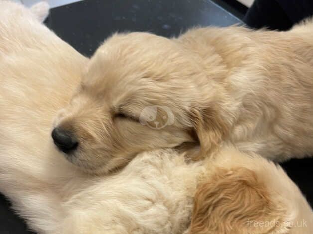 Beautiful Golden Retrievers.... 5 weeks old. for sale in Penzance, Cornwall - Image 2