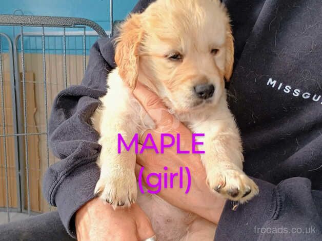 Beautiful Golden Retrievers.... 5 weeks old. for sale in Penzance, Cornwall - Image 5