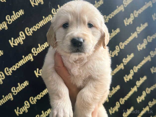 Beautiful Golden Retrievers for sale in Crook, County Durham