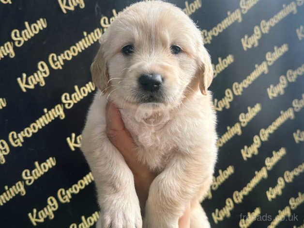 Beautiful Golden Retrievers for sale in Crook, County Durham - Image 1