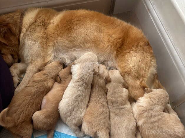 Beautiful Golden Retrievers for sale in Crook, County Durham - Image 2