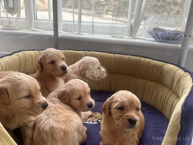 Beautiful Golden Retrievers for sale in Crook, County Durham - Image 3