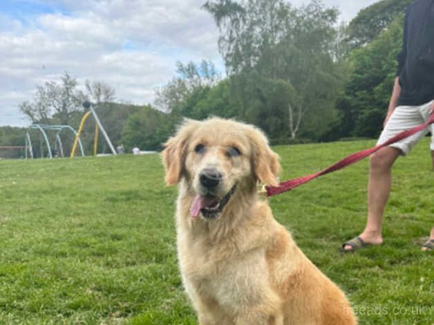 Beautiful Golden Retrievers for sale in Crook, County Durham - Image 4