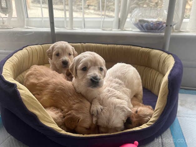 Beautiful Golden Retrievers for sale in Crook, County Durham - Image 5