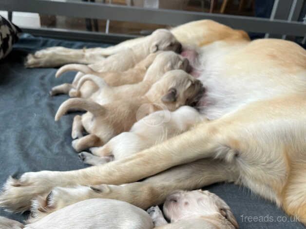 BEAUTIFUL GOLDEN RETRIEVERS for sale in Northampton, Northamptonshire - Image 1