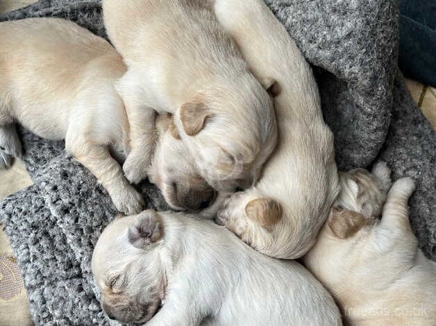 BEAUTIFUL GOLDEN RETRIEVERS for sale in Northampton, Northamptonshire - Image 2