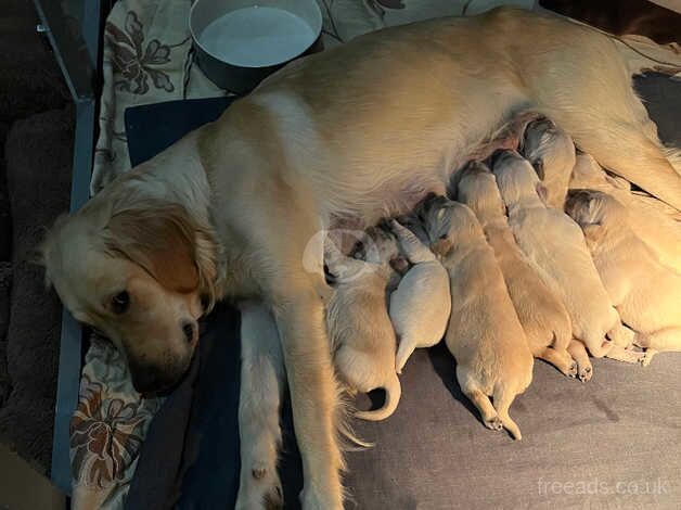 BEAUTIFUL GOLDEN RETRIEVERS for sale in Northampton, Northamptonshire - Image 5