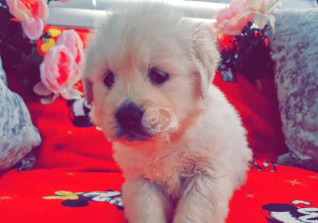 Golden Retriever Puppies for sale