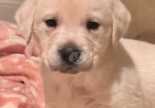 Beautiful Golden x Lab puppies for sale in Wickford, Essex