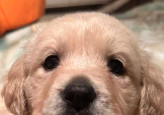 Beautiful Golden x Lab puppies for sale in Wickford, Essex - Image 2