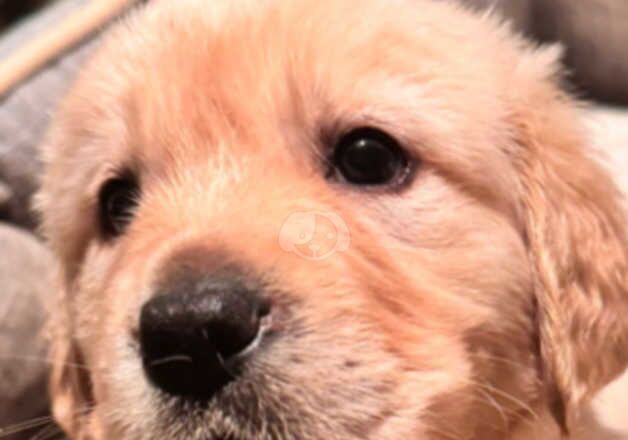 Beautiful Golden x Lab puppies for sale in Wickford, Essex - Image 3