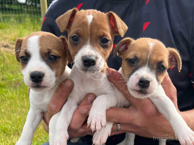 Beautiful Jack Russel Puppies for sale in Knighton, Staffordshire