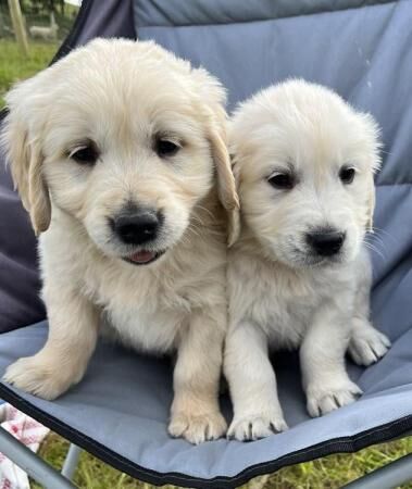 Beautiful KC Reg Golden Retriever Puppies for sale in Knighton/Tref-y-Clawdd, Powys - Image 1