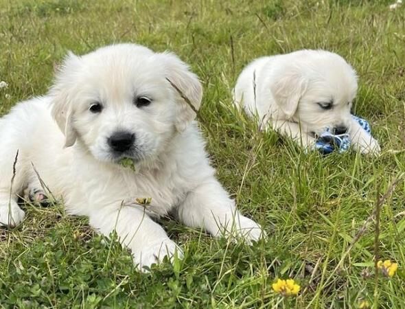 Beautiful KC Reg Golden Retriever Puppies for sale in Knighton/Tref-y-Clawdd, Powys - Image 2