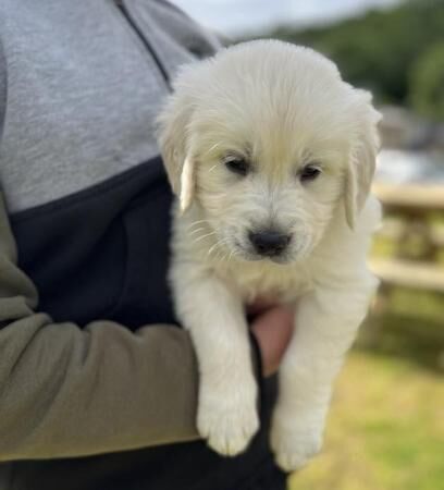 Beautiful KC Reg Golden Retriever Puppies for sale in Knighton/Tref-y-Clawdd, Powys - Image 3