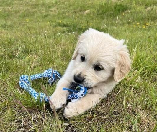 Beautiful KC Reg Golden Retriever Puppies for sale in Knighton/Tref-y-Clawdd, Powys - Image 4