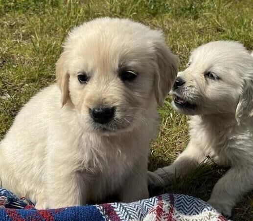 Beautiful KC Reg Golden Retriever Puppies for sale in Knighton/Tref-y-Clawdd, Powys - Image 5