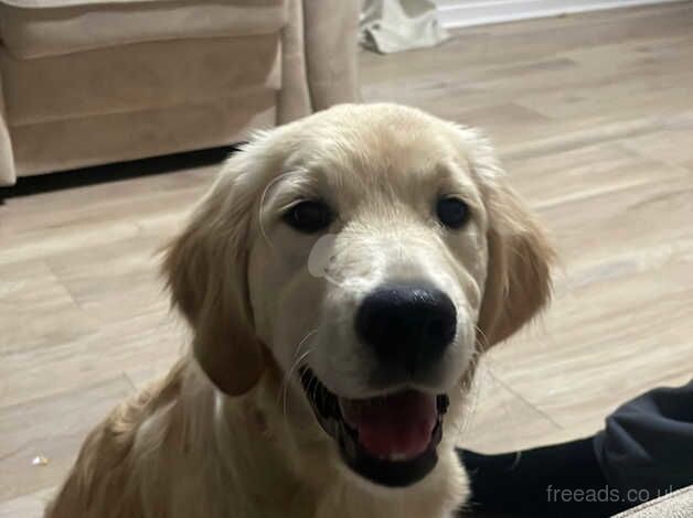 Beautiful KC registered golden retriever girl for sale in Redditch, Worcestershire - Image 1