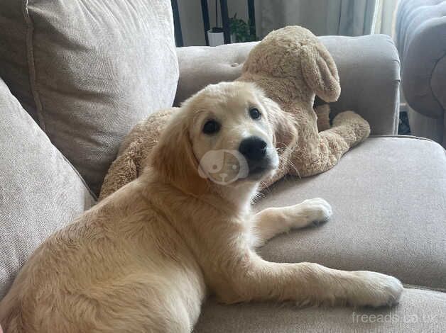 Beautiful KC registered golden retriever girl for sale in Redditch, Worcestershire - Image 3