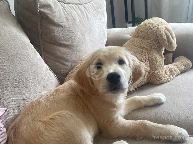 Beautiful KC registered golden retriever girl for sale in Redditch, Worcestershire - Image 4