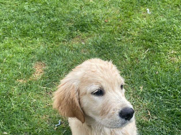 Beautiful KC registered golden retriever girl for sale in Redditch, Worcestershire - Image 5