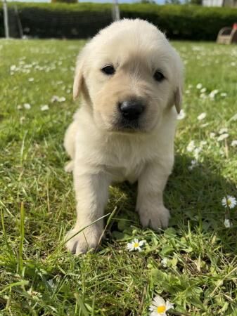 Beautiful Labrador cross Retriever puppies (Goldadors) for sale in Tycroes, Carmarthenshire