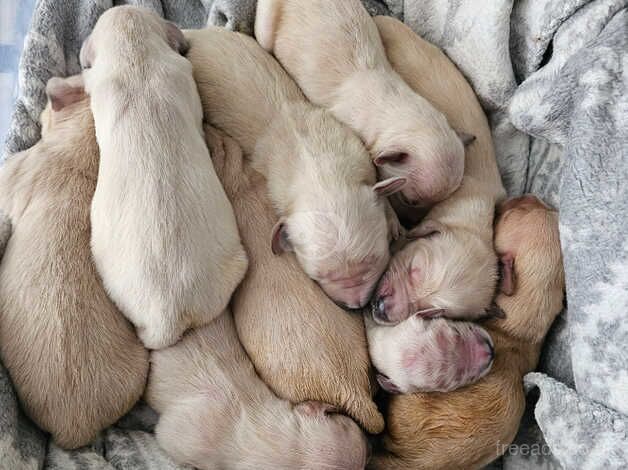 Beautiful litter of 9 golden retrievers for sale in Swansea - Image 1