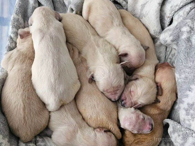 Beautiful litter of 9 golden retrievers for sale in Swansea - Image 3