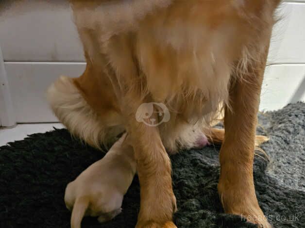 Beautiful litter of 9 golden retrievers for sale in Swansea - Image 4