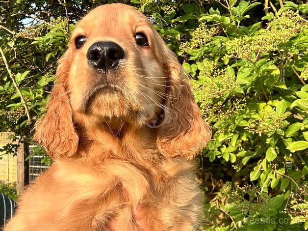 Beautiful litter of golden Irish puppies available for sale in Barrow upon Humber, Lincolnshire - Image 1