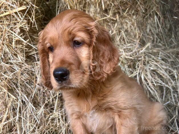 Beautiful litter of golden Irish puppies available for sale in Barrow upon Humber, Lincolnshire - Image 2